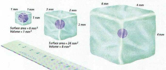 Membrane Surface area to volume ra=o of a cell is cri=cal As the surface area increases by a factor of n 2, the volume