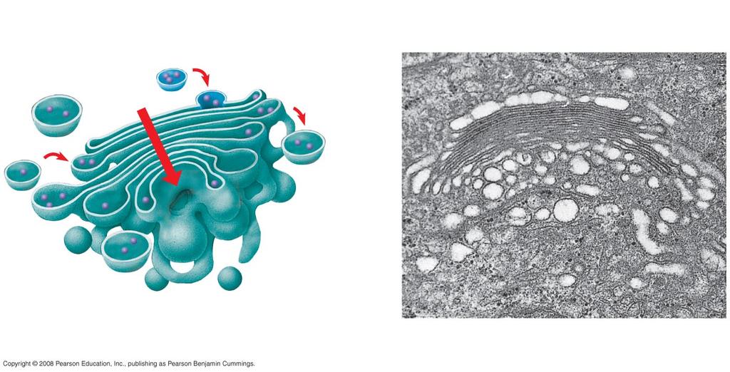 Golgi apparatus The Golgi Apparatus Cisternae fla>ened membranous sacs Func=ons: Modifies products of the ER