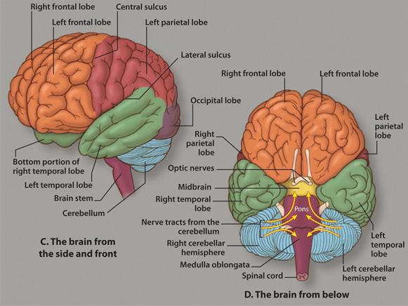 So sit back and relax have a cup of Joe and lets smell the coffee hello temporal lobe! (okay I ve been up way to late!