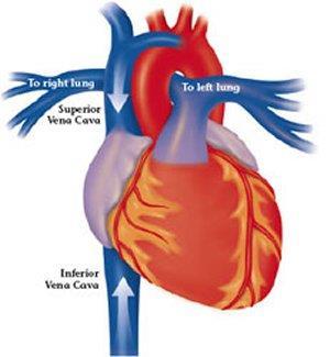 Structures of the Heart Superior Vena Cava Large vein Empties deoxygenated blood into right atrium Returns blood from head,