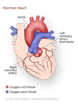 Structures of the Heart Pulmonary Arteries Send