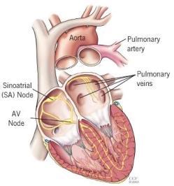 Structures of the Heart Pulmonary Veins