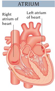 Structures of the Heart Atria (singular: atrium) Two upper chambers Right atrium