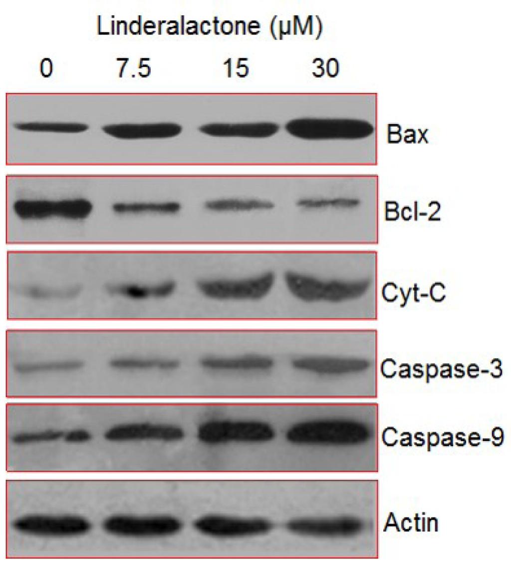 cytochrome C and cleaved caspase 9 and 3 in- Figure 4. Determination of the percentage of the apoptotic cells as depicted by annexin V/PI staining. The experiments were performed in triplicate.