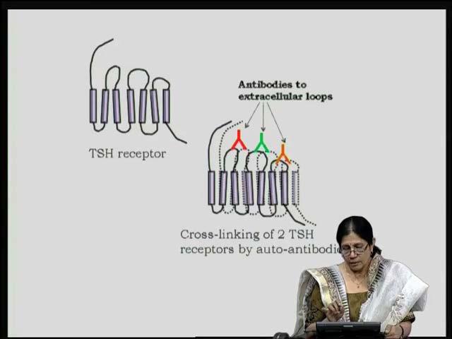 hormone is totally unregulated because the feedback loop, even though it is there and there is no further production of TSH, presence of antibodies themselves would keep on triggering in an