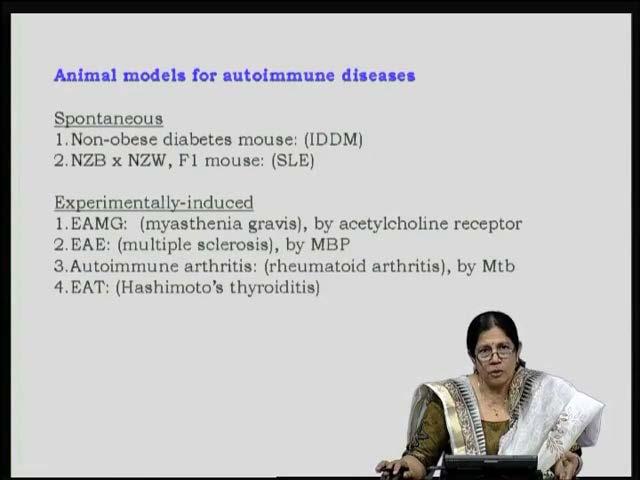 (Refer Slide Time: 30:03) Are there any animal models to study autoimmune disease?
