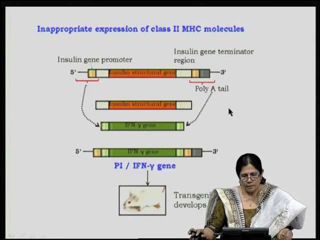 (Refer Slide Time: 46:24) Inappropriate expression of class 2 molecules has been studied experimentally by making transgenic mice.
