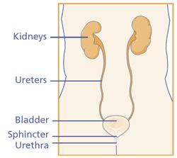 How does the urinary system work? The urinary system consists of the kidneys, the bladder and ureters. The kidneys filter the blood to remove waste products and form urine.