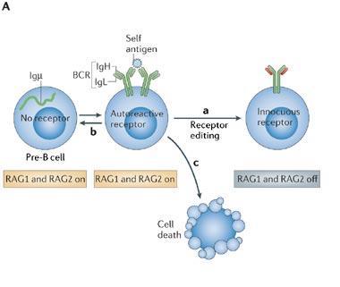 B cell Tolerance Initially thought to be unnecessary.