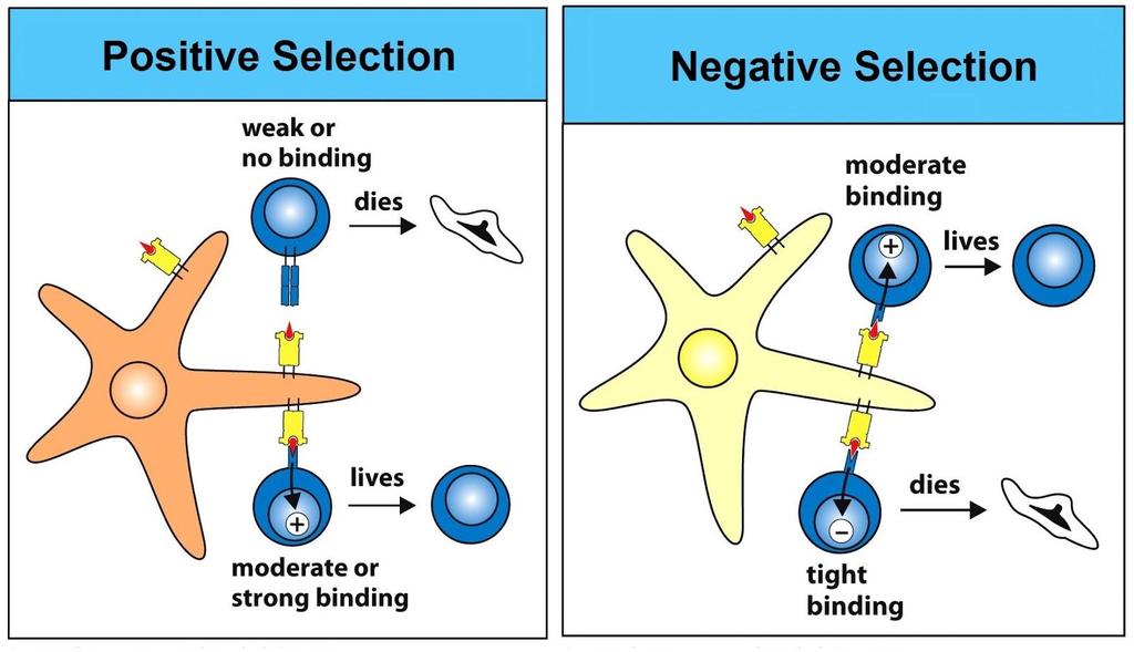 Testing for Self Tolerance During or slightly after positive selection, cells become single positive ; expressing either CD4+ or CD8+.