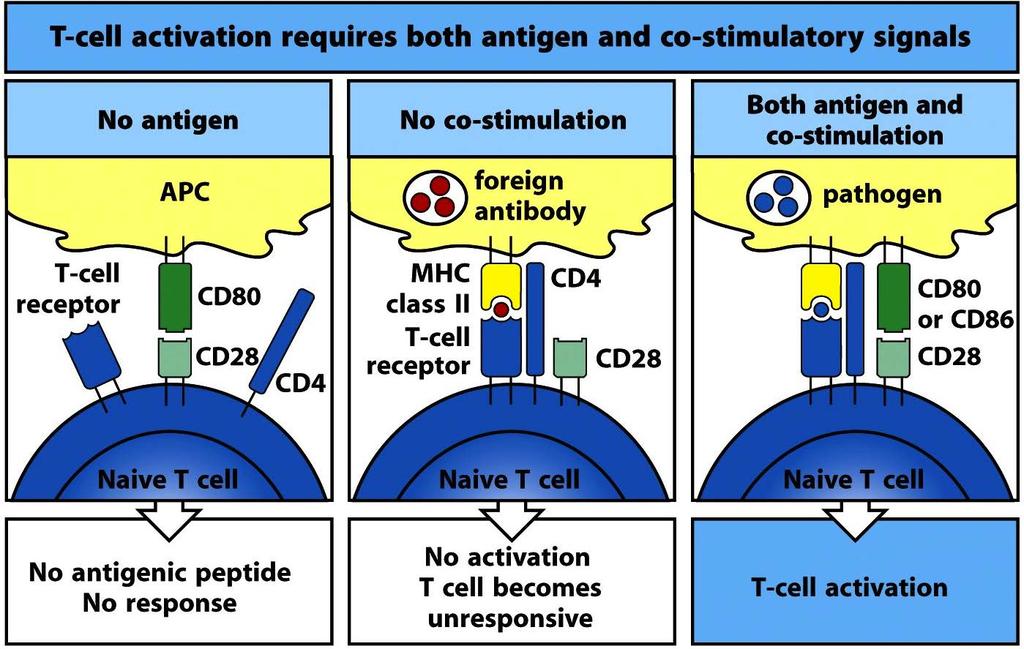 CD4 T cell
