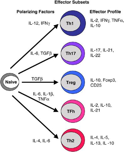 The context in which a CD4 T cell is activated determines what type of CD4 T cell it will become T cell Activation IL-23