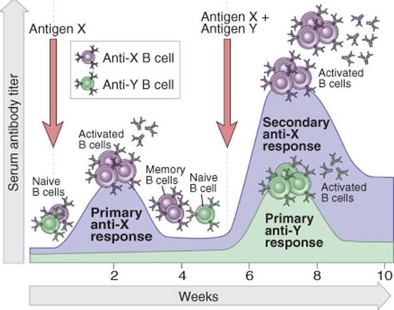 B cell Activation B cells always secrete IgM in response to encounter with Ag.