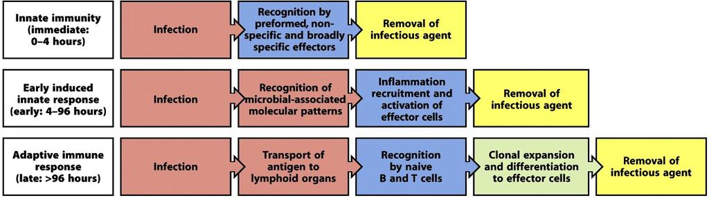 Innate vs. Adaptive Immunity (Ex: Complement, Defensins) Ex: TLRs B and T cells The first two phases rely on the recognition of pathogens by germ-line encoded receptors of the innate immune system.