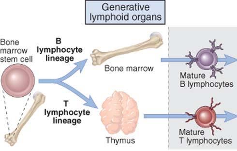 Adaptive Immune System: Lymphocyte Development B cells are generated in the Bone Marrow and are released into the circulation.