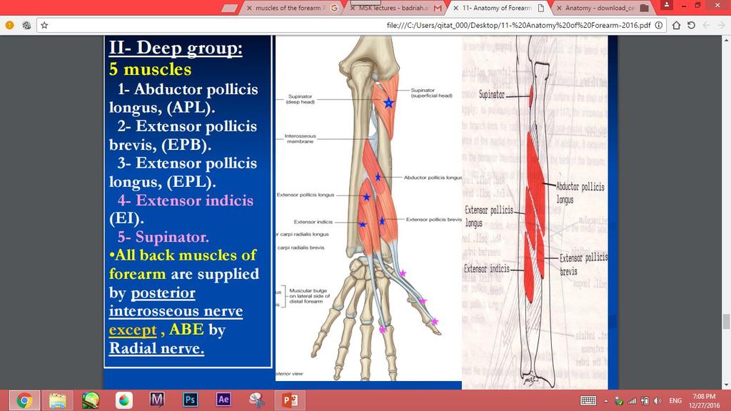 Posterior Compartment: 3) Deep Group: Dorsal Extensor Expansion: It is formed on the dorsum of medial 4 fingers By the union of the tendons of: 5 muscles 1- Abductor pollicis longus,