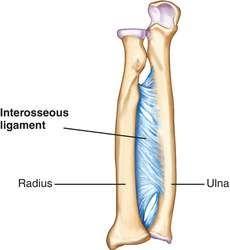 Forearm - The forearm extends from elbow to wrist - It posses two bones radius laterally & Ulna medially.