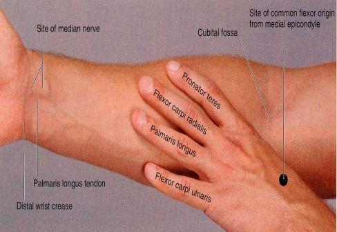 (wrist) Flexes hand & tightens palmar aponeurosis Picture *Median nerve passes between the two heads **May be