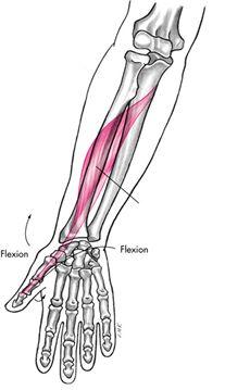 Insertion: Base of distal phalanx of thumb Action: Flexes distal phalanges of medial 4 digits. Action: flexes all joints of the thumb.