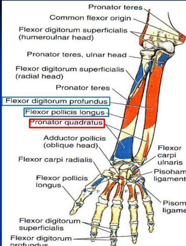 Insertion: Distal 1/4th of ant. surface of Radius Action: pronates the forearm (primover). Hold the 2 bones together.
