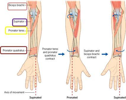 Supination and pronation It occurs in the superior and inferior radioulnar joints: (Pivot Uniaxial Synovial Joint.