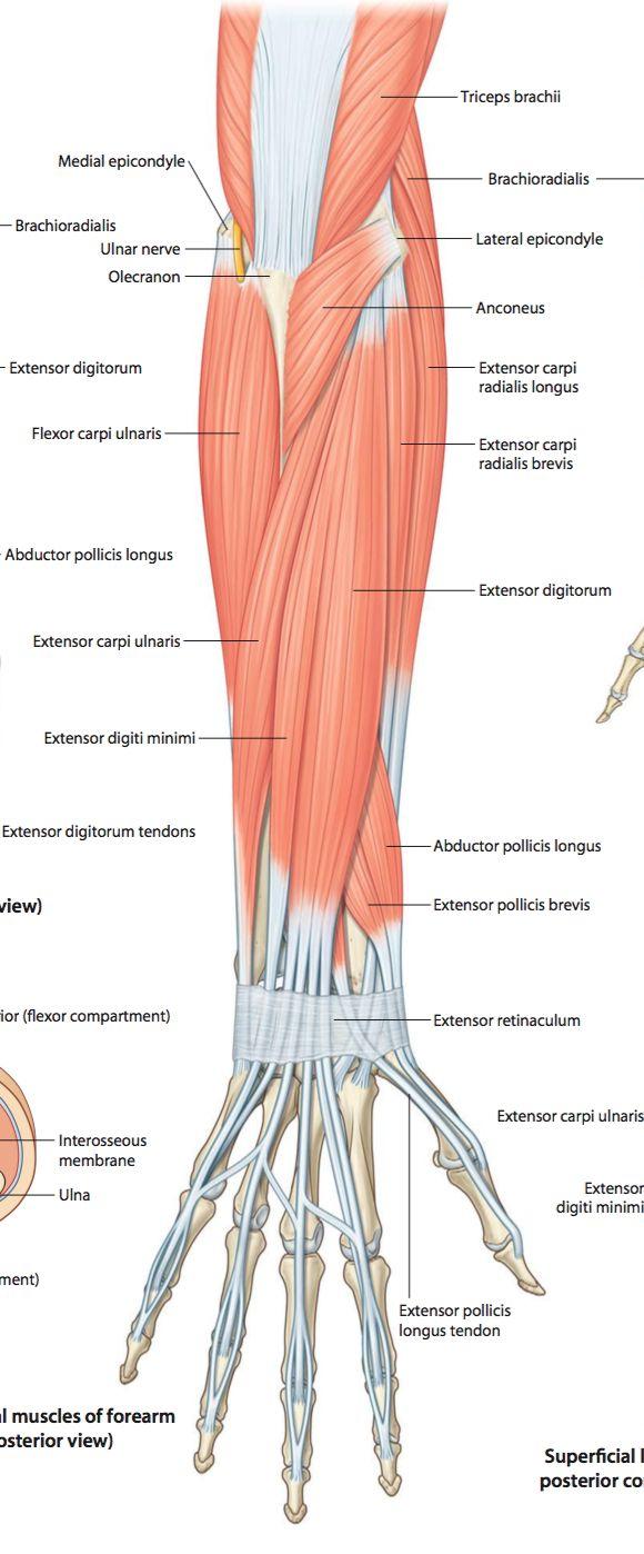 Posterior compartment: 3 groups 12 muscle Superficial group (5): 1-Extensor carpi radialis brevis 2- Extensor digitorum 3- Extensor digiti minimi 4-Extensor carpi ulnaris 5-Anconeus Superficial