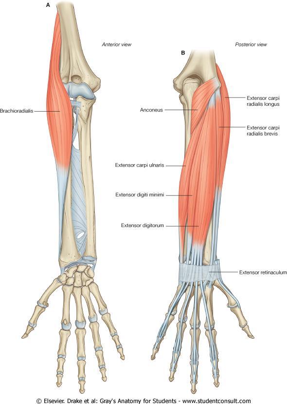Superficial Lateral Group Brachioradialis Muscle Origin: Insertion: Action: Pictures: Extensor Carpi radialis longus Superficial Group Extensor carpi radialis brevis Extensor digitorum Lateral