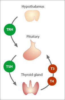 BSD associated with decreased TRH and TSH Thyroid deficiency