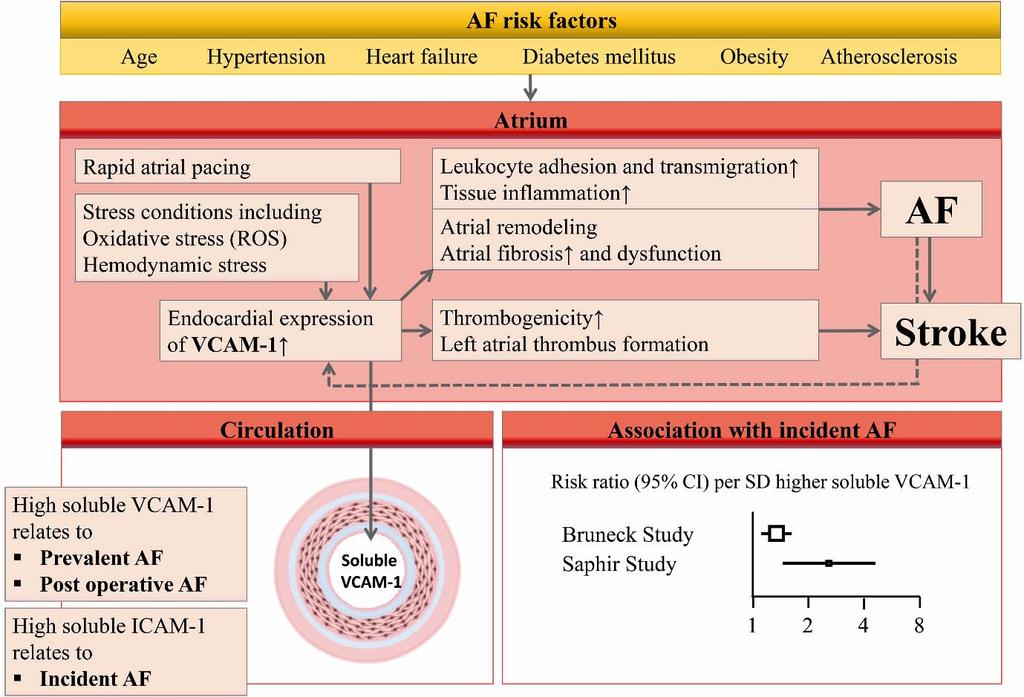 efigure 2. Mechanisms and Epidemiological Evidence Linking Vascular Cell Adhesion Molecule 1 to Atrial Fibrillation.