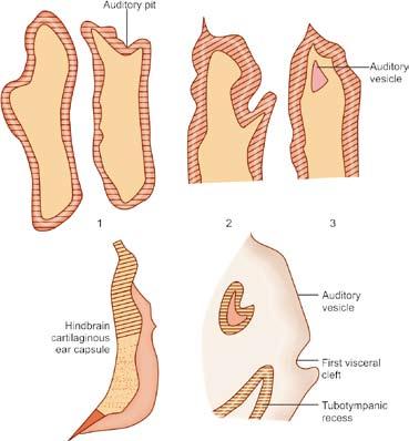Chapter 1 Development of the Ear 7 Fig. 1.3 Development of the inner ear embryonic life.
