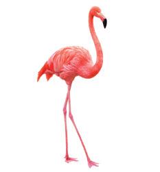 Wisbroek Ibis - Flamingo Floating p.