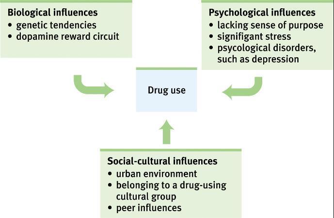 INFLUENCES ON DRUG USE Use of drugs is based on