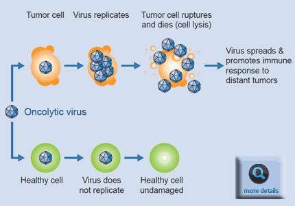 April 14, 2010 Biovex OncoVEX(gm-csf) uses a highly potent oncolytic virus that replicates selectively in