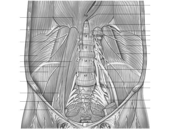 Lumbocostal trigone. Lateral femoral cutaneous n.. Lumbosacral trunk.