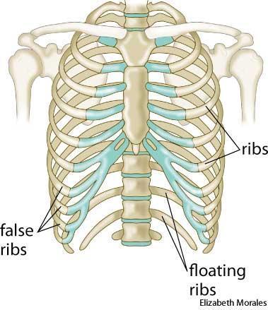 d. Ribs 1) surround lungs, heart 2) attach to sternum w/ costal cartilage