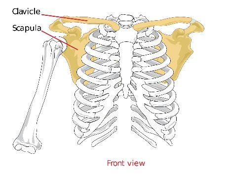 body s appendages & their attachment sites 2. 126 bonesin 4 major parts a.