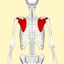 Pectoral (shoulder) girdles a. Clavicle (2) collar bones b.