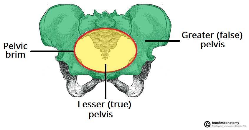 each coxal bone has 3 fused sections 1) Ilium large, superior portion 2) Ischium most inferior portion 3) Pubis most anterior portion a) join by cartilaginous pubic