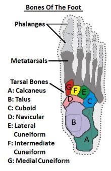 Tarsals (7) heel & ankle; parts of foot 1) calcaneus (heel), talus (medial side of ankle), navicular, cuboid, 3 cuneiforms