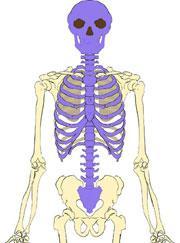 II. The Skeleton A. Axial skeleton 1. longitudinal axis of body 2.