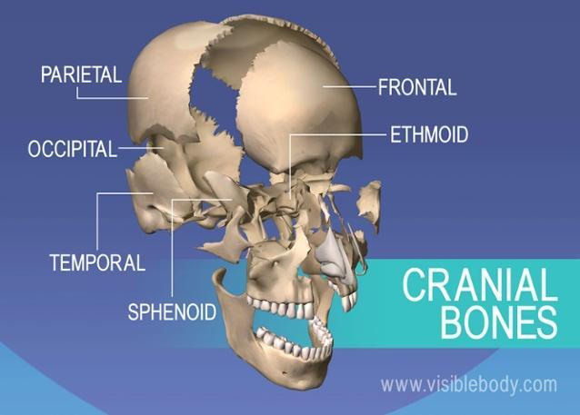 Facial bones 1) forms lower face 2) bones join by sutures (except