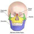 Palatine (2) back of hard palate c) Zygomatic (2) cheekbones, lateral
