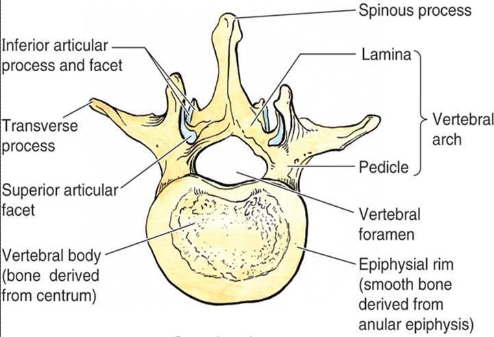 d. Vertebra anatomy 1) body weight-bearing portion 2) vertebral arch created by joining