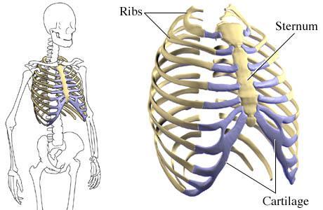joints w/ other vertebrae Vertebral Column: 12 = cervical vertebrae 13 = thoracic vertebrae 14 =