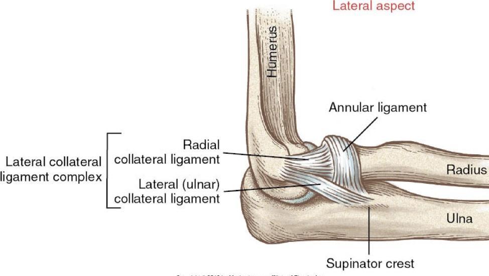 Ligaments of Elbow Joint: Lateral ligament (radial collateral