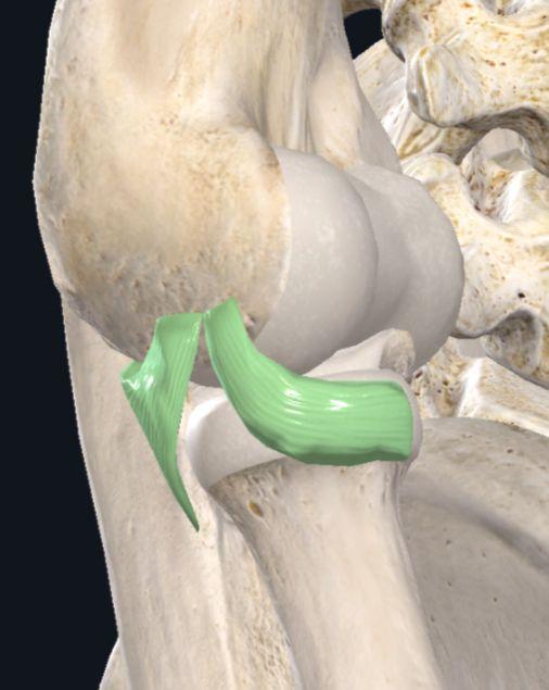 Apex attached to the Lateral epicondyle of humerus.