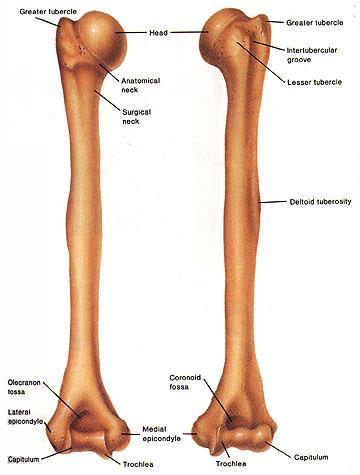 THE ARM: Shoulder An aponeurotic sheet