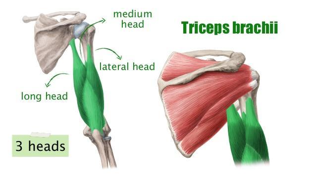 -Radial nerve. Triceps brachii: Long head: from infraglenoid tubercle of the scapula.