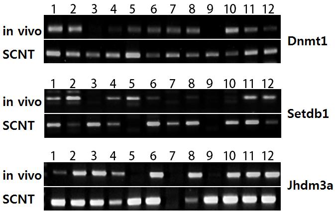 Figure S6 Single gene RT PCR for Dnmt1, Setdb1, and Jhdm3a.