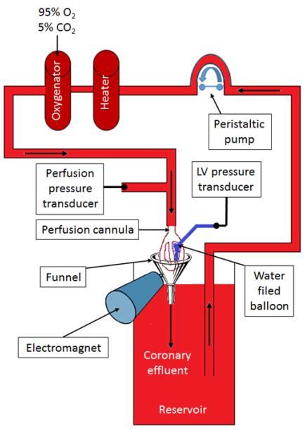 Supplementary Fig. 6A The perfusion setting of the isolated pig heart model.
